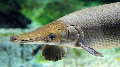 torpedo looking fish|Alligator gar .